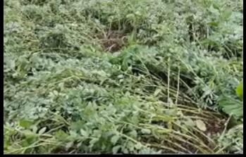 龙润丰（英文站）