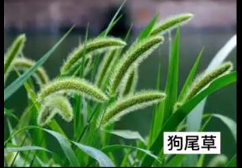 龙润丰（英文站）