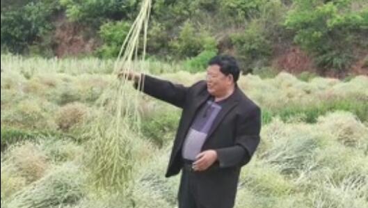 龙润丰（英文站）