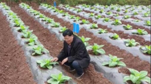 龙润丰（英文站）