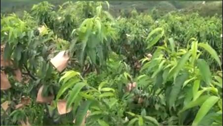 龙润丰（英文站）