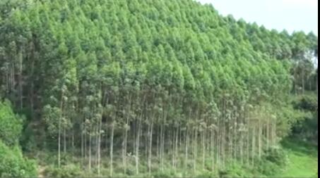 龙润丰（英文站）