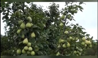 龙润丰（英文站）